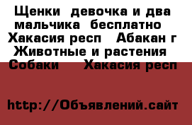 Щенки (девочка и два мальчика) бесплатно - Хакасия респ., Абакан г. Животные и растения » Собаки   . Хакасия респ.